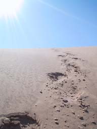 ゴビ砂漠に足跡